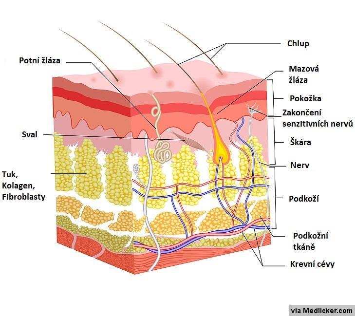 1.2.3 Tela subcutanea podkožní tkáň Podkožní tkáň je nejhlubší vrstvou kůže a je mezodermálního původu.