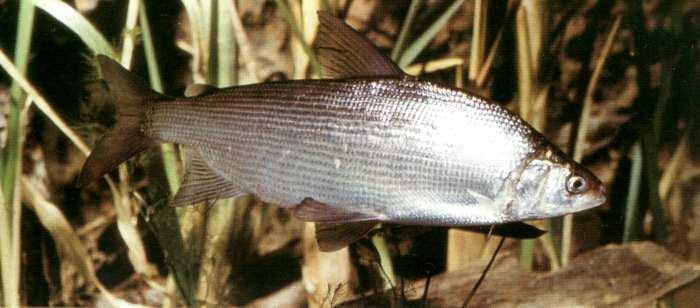 Coregonus