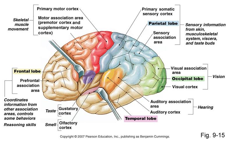 Cerebral