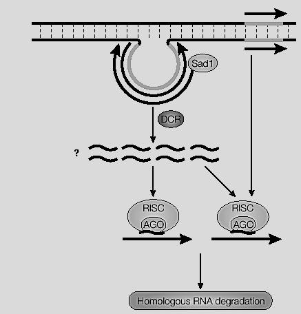 Silencing of unpaired DNA during meiosis