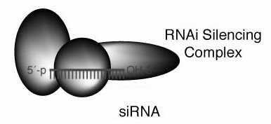 RNA interference sirnas nebo mirna je