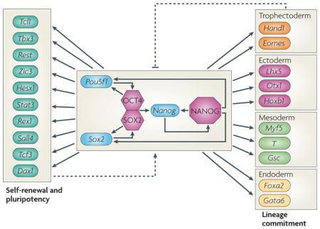 The core embryonic stem