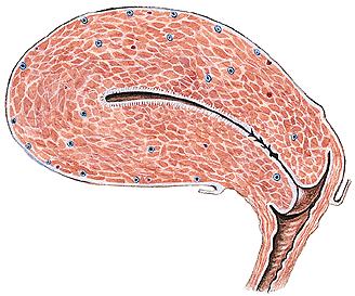 Endometrium - zona basalis - zona functionalis