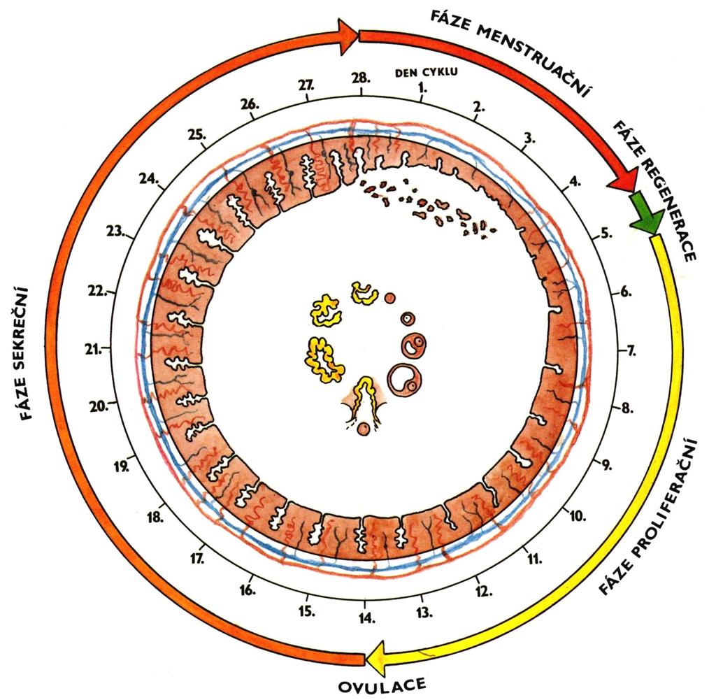 Menarche Menopause (climacterium) ISCHEMIA Menstrual cycle: 1.