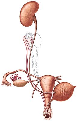 Internal female genital organs: Ovarium Tuba uterina (Fallopian tube) Uterus Vagina External female genital organs: Mons pubis Labia majora pudendi