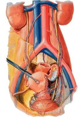 A. uterina x ureter Plexus venosus