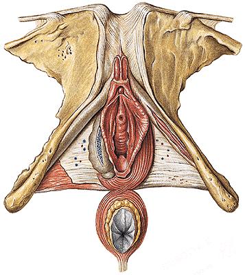 CLITORIS Crura clitoridis crista phalica Corpus