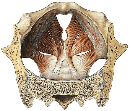 DIAPHRAGMA PELVIS M. levator ani pars iliaca (m.