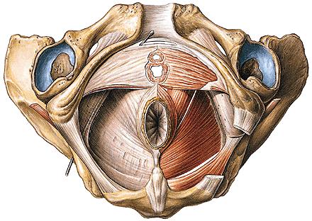 DIAPHRAGMA UROGENITALE M. transversus perinei profundus centrum perineale M.