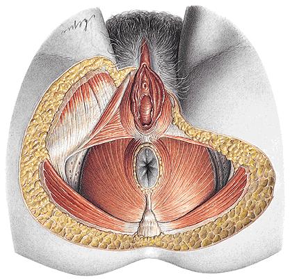 M. ischiocavernosus M.