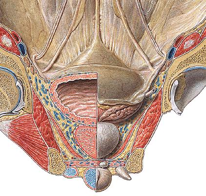 Fascia diaphragmatis urogenitalis sup. et inf.