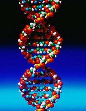 DNA (čili deoxyribonukleová kyselina, zřídka i DNK) je nukleová kyselina, která je nositelkou genetické informace všech organismů s výjimkou některých nebuněčných, u nichž hraje tuto úlohu