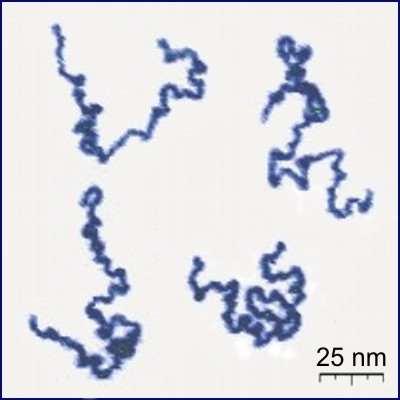 Polymerní řetězec poly(vinylpyridine) Appearance of real linear polymer chains as recorded under liquid
