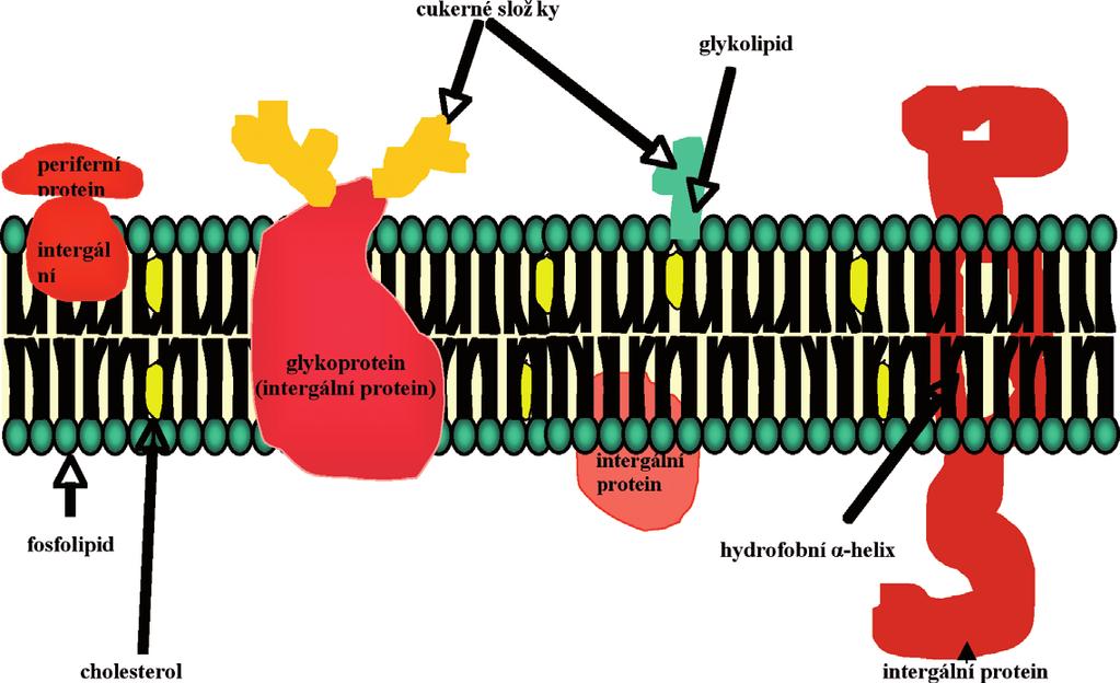 Obr. 1. Model složení membrány tzv. tekutá mozaika. Obr. 2. Interakce membránových proteinů s lipidovou dvojvrstvou. Upraveno podle [10].