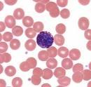 Bazofilní leukocyty Cirkulace v krevním řečišti Obdobné vlastnosti mastocytům a stejné mechanismy