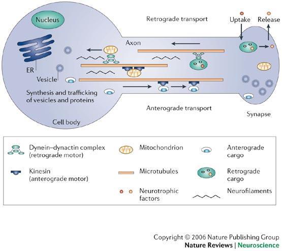 Axonální transport II http://www.bio.
