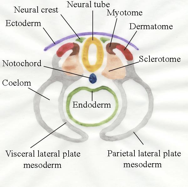 Somit (somitus) somitomery kolem 3.