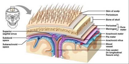 pleny (leptomeninx) http://faculty.irsc.edu/faculty/tfischer/ap1/ap%201%20resources.