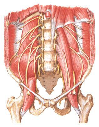 Plexus lumbalis T12 L4 n. iliohypogastricus n. ilioinguinalis n. genitofemoralis r.