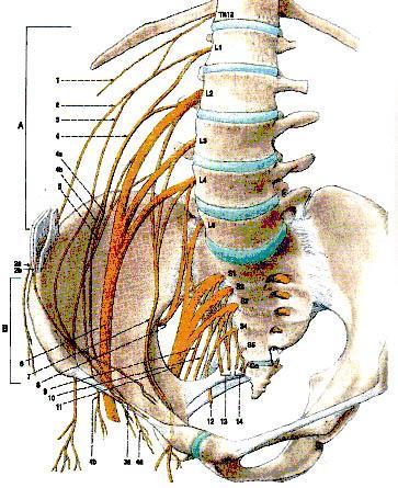 Plexus sacralis (L4 S5, Co) n. gluteus superior n. gluteus inferior n.