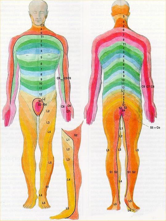 Dermatom kožní oblast inervovaná z