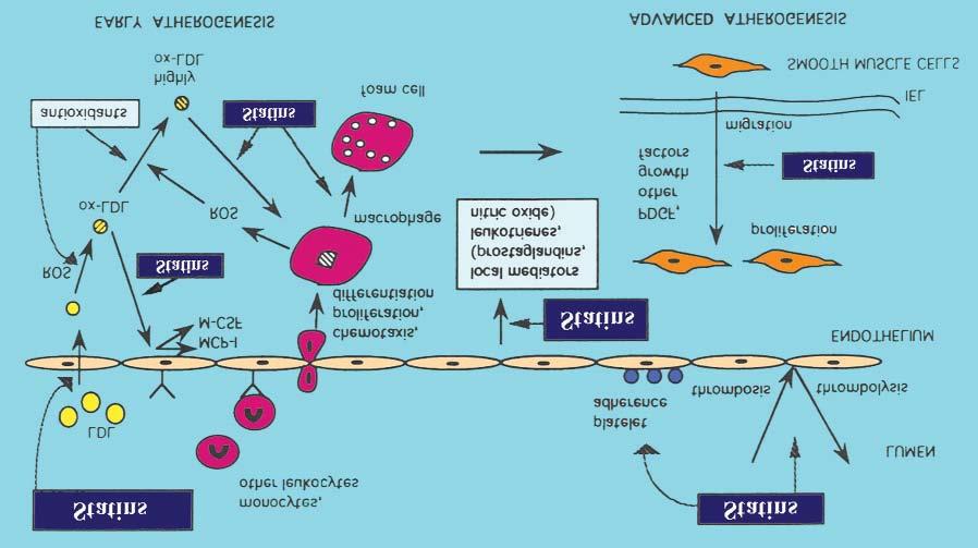 Obr. 6 Mechanismus antiaterosklerotického působení statinů (73). 2.6.3 Atorvastatin Atorvastatin patří v současné době k nejvíce užívaným statinům. Je podáván ve formě aktivní látky.