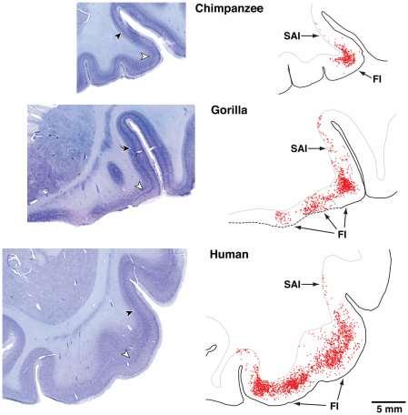 anterior limbická area (LA) u lidoopů a lidí