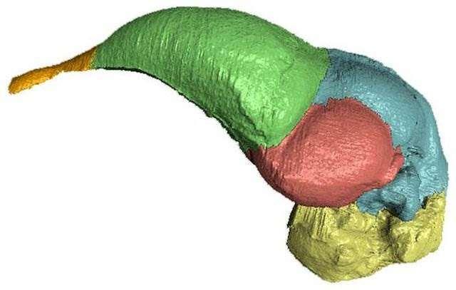 dinosaurů, měli i nelétaví dinosauři mozky podobné ptákům