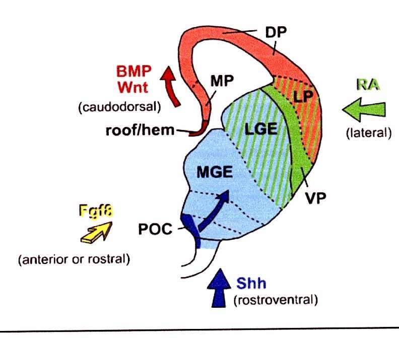 Vývoj kůry a basálních ganglií Pallium mediální archicortex limbický systém dorsální neocortex 95% kůry laterální paleocortex čichová kůra