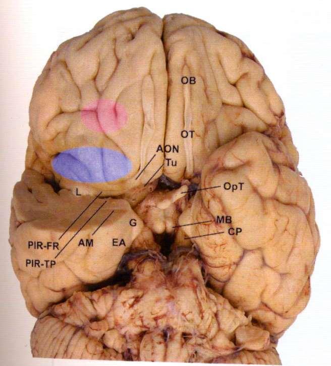 Zakončení čichové dráhy v neocortexu člověka makaka