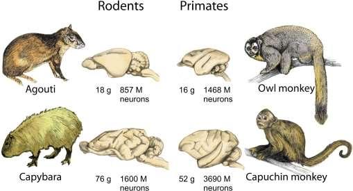 Mirikina Malpa kapucínská Čím větší mozek, tím větší rozdíl mezi počtem neuronů v něm mezi hlodavci a stejně