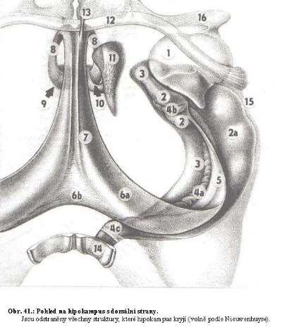 Archikortex 2a) cornu Amonis = hippocampus 3 ) subiculum = horní plocha g.