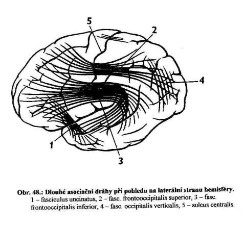 Krátká asociační vlákna fibrae arcuate spojují sousední gyry Dlouhá asociační vlákna Spojuje řečové a sluchové