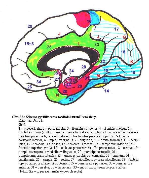 Cortex