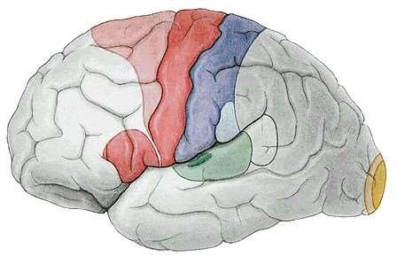 Funkční korové oblasti laterální strana hemisféry premotorická kůra primární