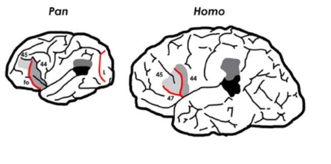 Šimpanz má sulcus lunatus (L) na rostrálním okraji primary visual cortex, který během vývoje zanikl. Šimpanz má také fronto-orbitalní sulcus (fo) ohraničující tzv.