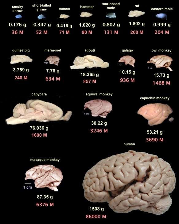 Hmotnosti a počty neuronů v mozcích různých savců The Human Brain in