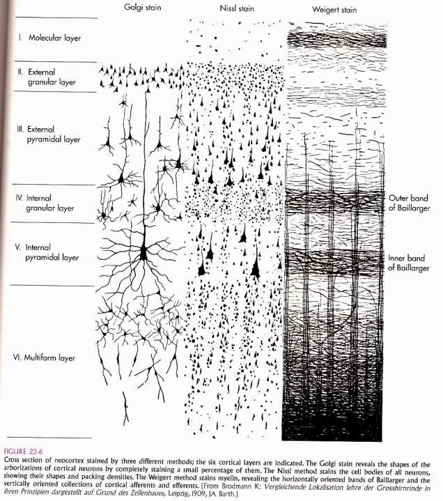 Korové vrstvy neokortex I. Lamina molecularis interneurony II. L. granularis externa asociační neurony III. L. pyramidalis externa commissurální neurony IV. L. granularis interna přijímá thalamokortikální vlákna V.