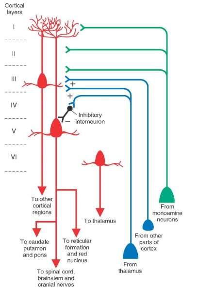 Vrstvy Korové spoje Inhibiční interneuron Jiné části kůry Thalamus Chemické systémy Striatum Nuclei pontis RF Rub Mícha Kmen Jádra