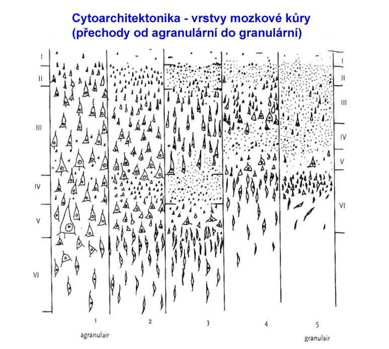 Stavba isocortexu