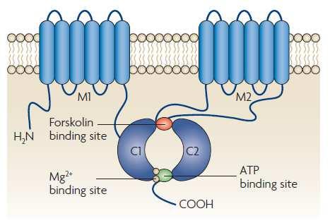 Adenylylcykláza (AC) vazebné místo pro Forskolin vazebné místo pro Mg 2+ vazebné místo