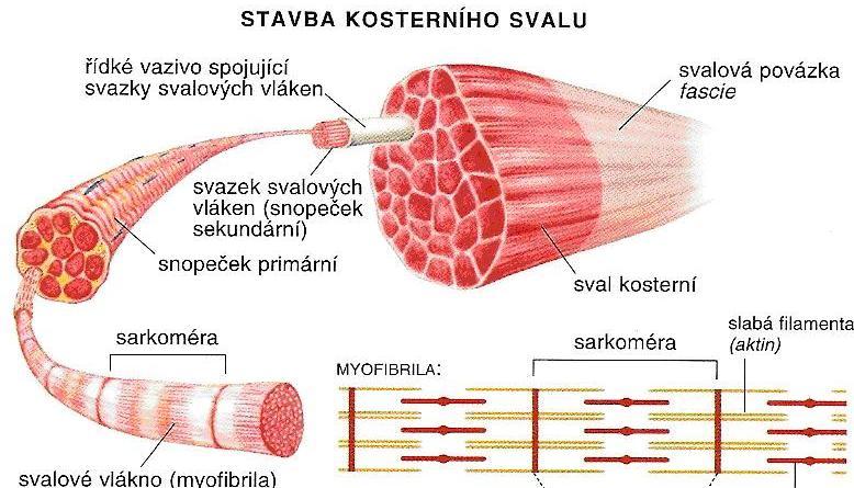 Bílkoviny (>100 AMK j.