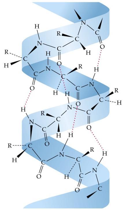 intermolekulárních) vodíkových můstků (otáčivost