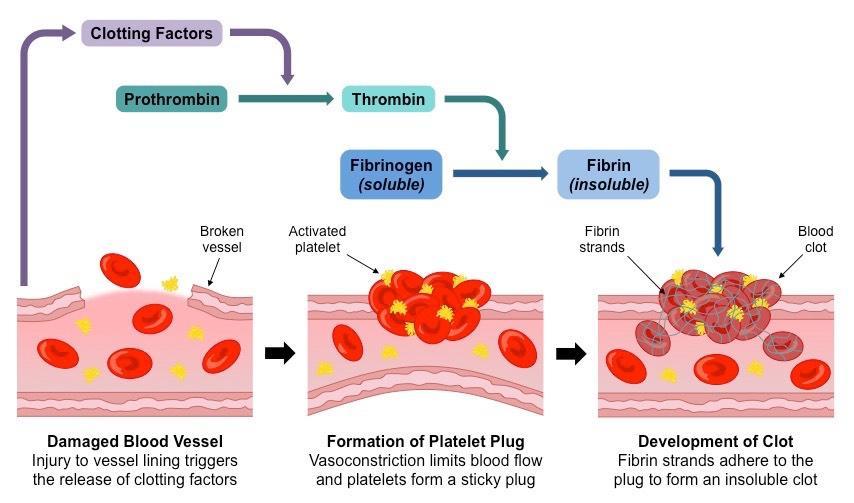 Jednoduché globulární: Fibrinogen Fibrin