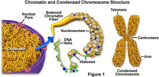 Složené: Nukleoproteiny Histony nukleové kyseliny ve tkáních