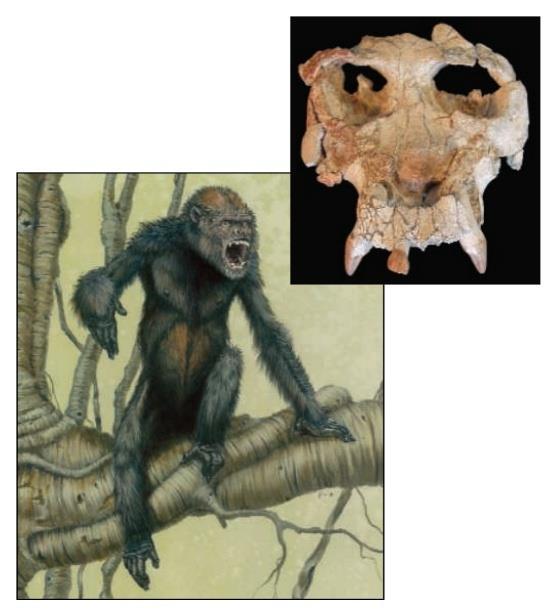 Pierolapithecus