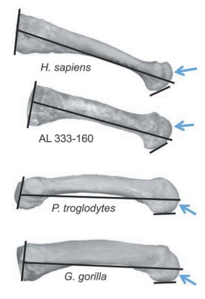 afarensis