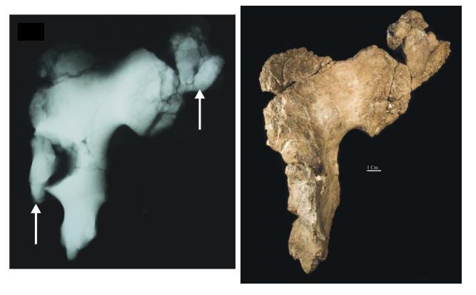 afarensis