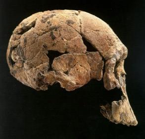 habilis a H rudolfensis mají řadu společných znaků a