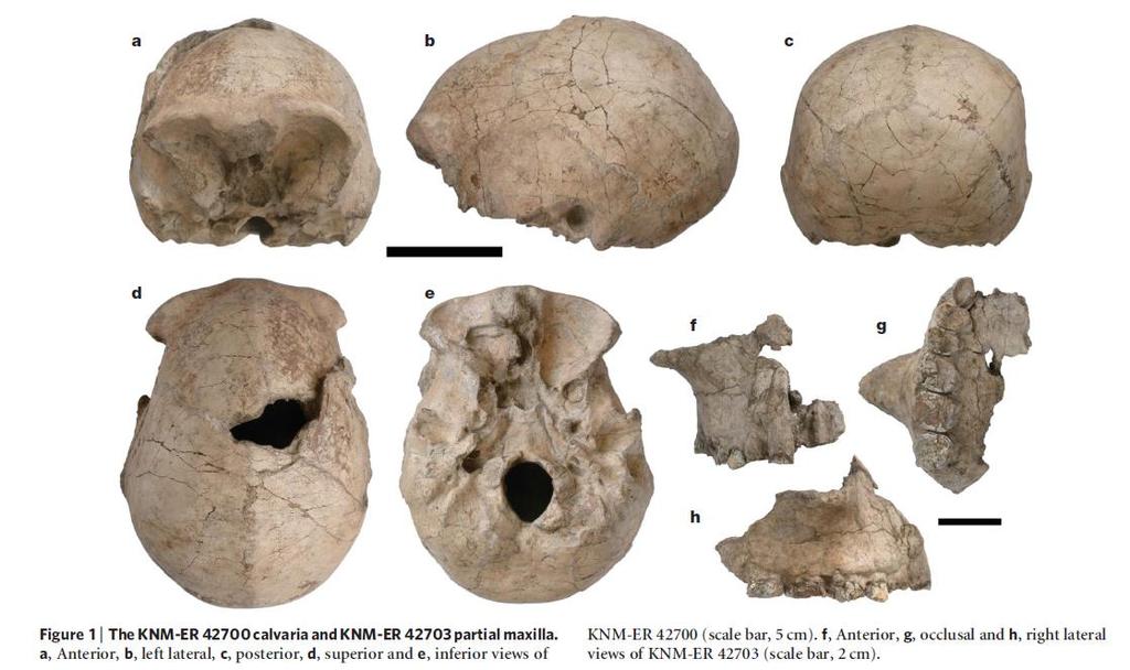 Lake Turkana Velmi malá lebka KNM-ER 42700 - H. ergaster 1.55 m.y. KNM-ER 42703 pravá maxilla H. habilis?